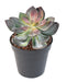 Kunstig Sukkulent Plante Kaktus Indendørs 16Cm