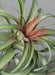 Kunstig Plante Tillandsia På Stake 28Cm Dekoration