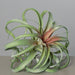Kunstig Plante Tillandsia På Stake 28Cm Dekoration