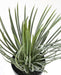 Kunstig Plante Yucca Rostrata 40Cm Til Dekoration