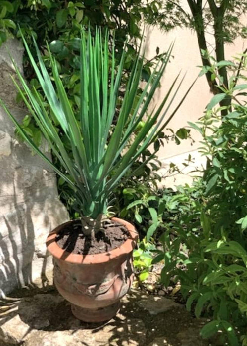 Kunstig Plante Yucca Rostrata 60 Cm Grøn