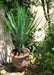 Kunstig Plante Yucca Rostrata 60 Cm Grøn
