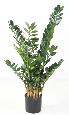 Kunstig Plante Zamioculcas 110Cm Til Indendørs