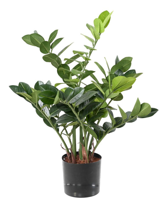 Kunstig Plante Zamioculcas 60Cm Til Indendørs
