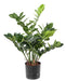 Kunstig Plante Zamioculcas 60Cm Til Indendørs
