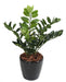 Kunstig Plante Zamioculcas 60Cm Til Indendørs
