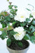Kunstig Camellia Plante I Potte 56Cm Hvid