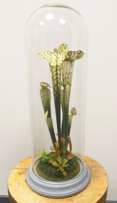Kunstig Kødædende Plante Under Glasdæksel