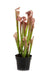 Kunstig Sarracenia Kødædende Plante H.65Cm Lilla