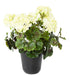Kunstig Geranium Plante 6 Hoveder UV 35Cm Hvid