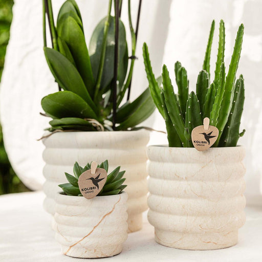 Phalaenopsis Orchid Plant Og Sukkulent Med Keramisk Pot