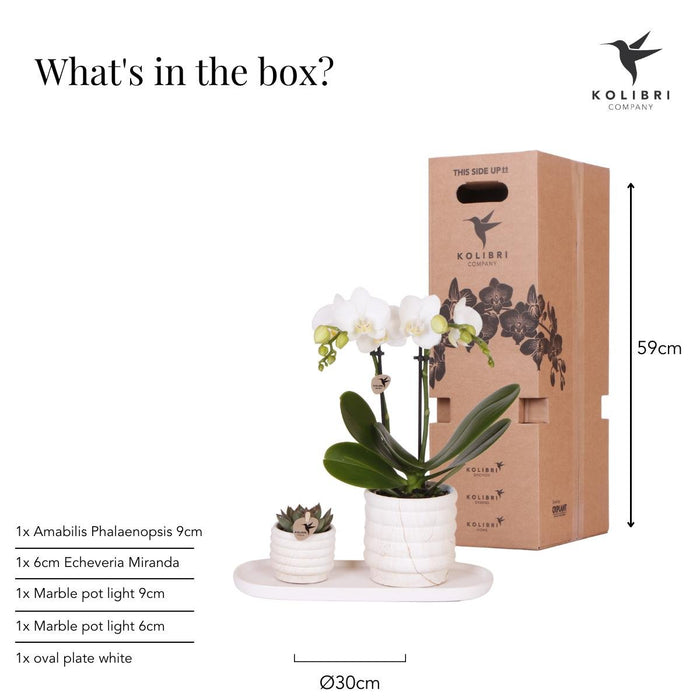 Phalaenopsis Orchid Plant Og Sukkulent Med Keramisk Pot