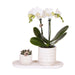Phalaenopsis Orchid Plant Og Sukkulent Med Keramisk Pot