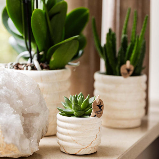 Phalaenopsis Orchid Plant Og Sukkulent Med Keramisk Pot