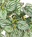 Kunstig Hængeplante Peperomia H.70 Cm