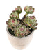 Kunstig Sukkulent Plante I Potte H.18Cm