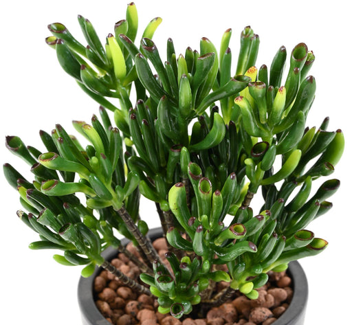 Kunstig Sukkulent Plante Til Udendørs Dekoration