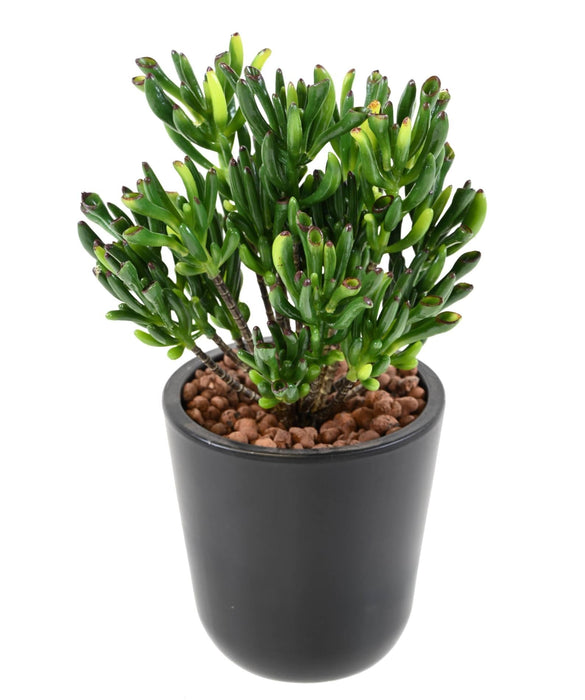 Kunstig Sukkulent Plante Til Udendørs Dekoration