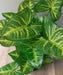 Kunstig Syngonium Plante I Potte 50 Cm Grøn