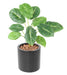 Kunstig Grøn Plante Alocasia 10 Blade 50Cm