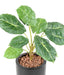 Kunstig Grøn Plante Alocasia 10 Blade 50Cm