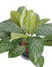 Kunstig Xanthosoma Plante I Potte 45Cm