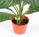 Kunstig Xanthosoma Plante I Potte 45Cm