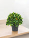 Kunstig Udendørs Plante I Potte