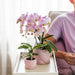 Rensende Stueplante - Calathea - Plantepotte Inkluderet