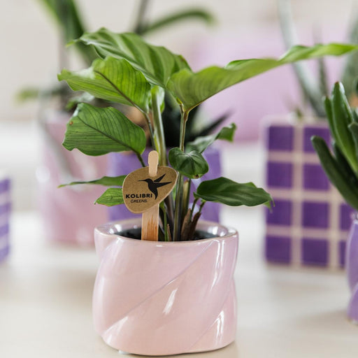 Rensende Stueplante - Calathea - Plantepotte Inkluderet