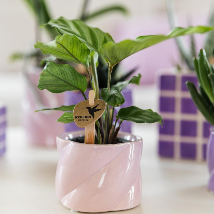 Rensende Stueplante - Calathea - Plantepotte Inkluderet
