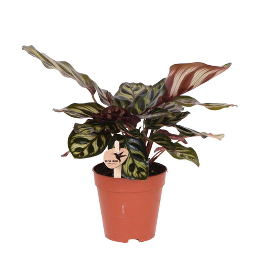 Indendørs Grøn Plante Calathea Makoyana - Direkte Producent
