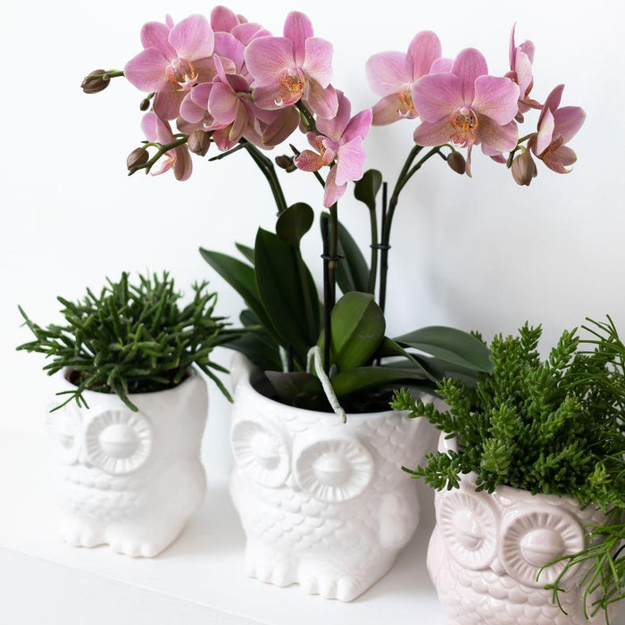 Planten Set Rhipsalis In Witte Keramiken Uil Sierpotten