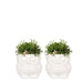Planten Set Rhipsalis In Witte Keramiken Uil Sierpotten