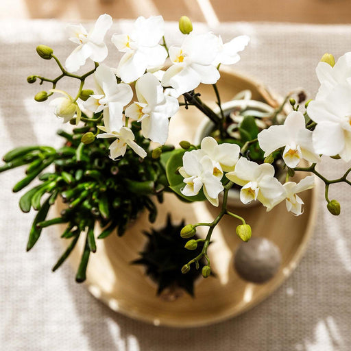 Plantenset Slow Living - Phalaenopsis Lausanne Og Sukkulenter