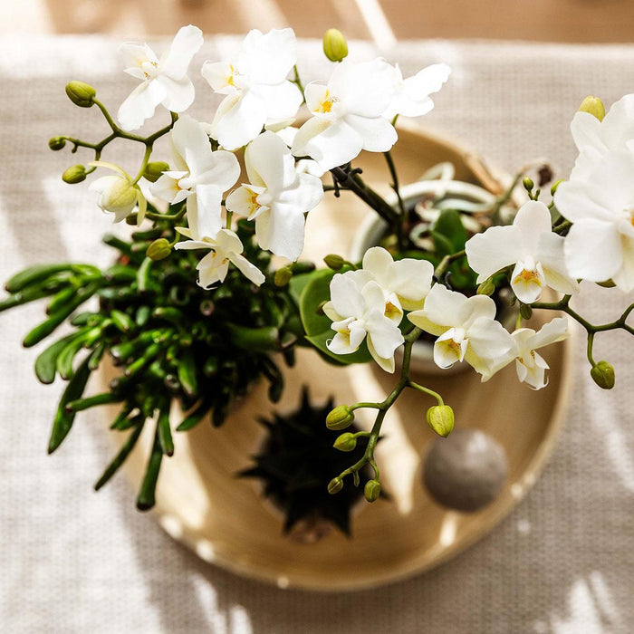 Plantenset Slow Living - Phalaenopsis Lausanne Og Sukkulenter