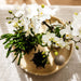 Plantenset Slow Living - Phalaenopsis Lausanne Og Sukkulenter