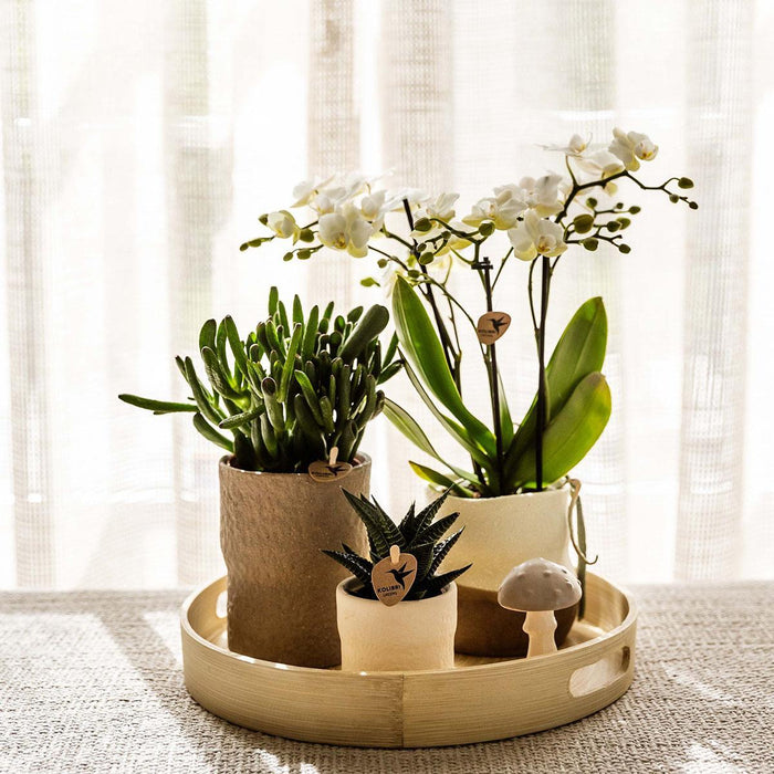 Plantenset Slow Living - Phalaenopsis Lausanne Og Sukkulenter