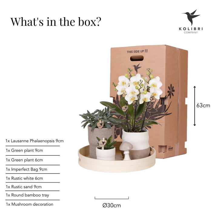 Plantenset Slow Living - Phalaenopsis Lausanne Og Sukkulenter