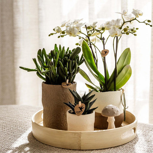 Plantenset Slow Living - Phalaenopsis Lausanne Og Sukkulenter