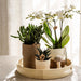 Plantenset Slow Living - Phalaenopsis Lausanne Og Sukkulenter