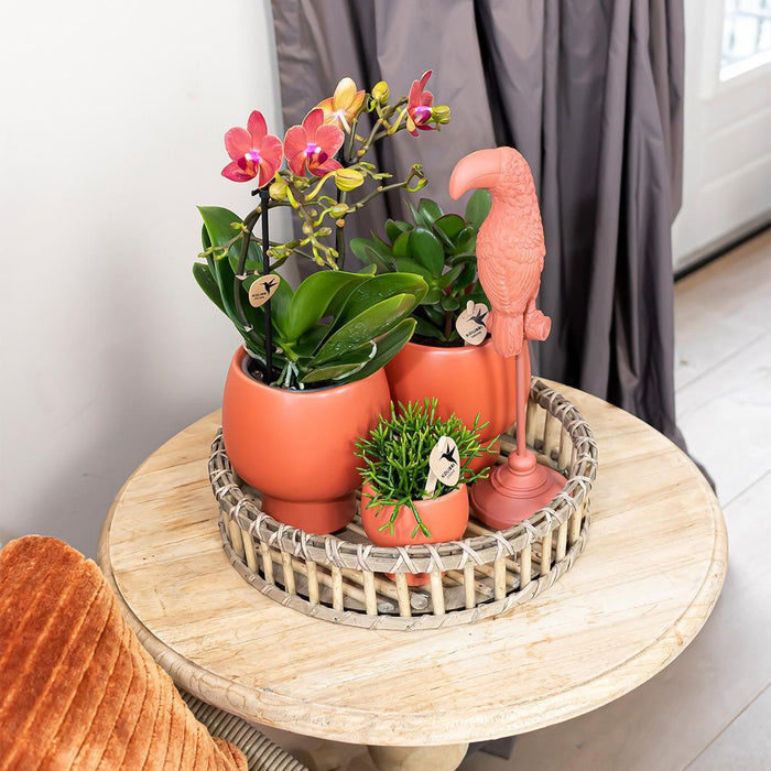 Scandic Terracotta Planter På Træfad Med Orkidé Og Sukkulenter