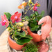 Scandic Terracotta Planter På Træfad Med Orkidé Og Sukkulenter