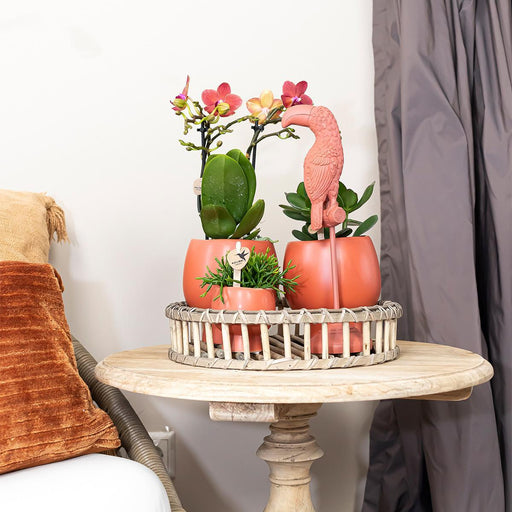 Scandic Terracotta Planter På Træfad Med Orkidé Og Sukkulenter