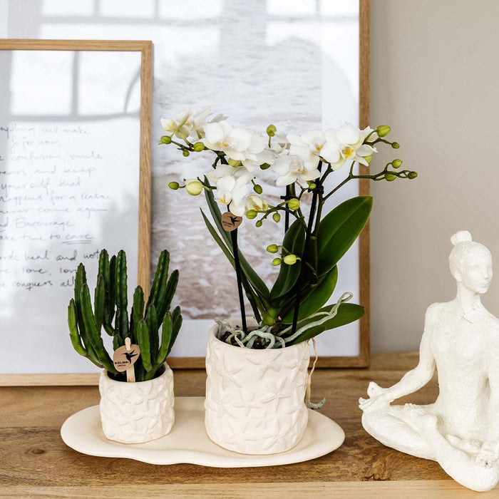 Stjernefisk Lausanne Og Sukkulente Planter I Potter På Bakke