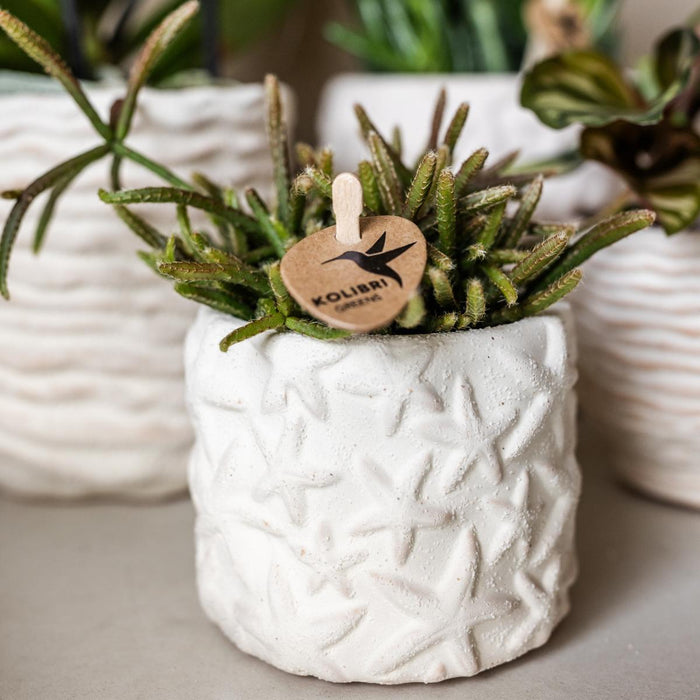 Stjernefisk Lausanne Og Sukkulente Planter I Potter På Bakke