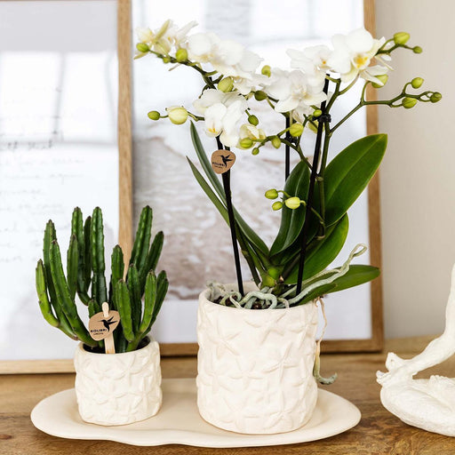 Stjernefisk Lausanne Og Sukkulente Planter I Potter På Bakke