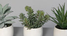 Kunstige Sukkulente Planter I Hvid Keramisk Potte