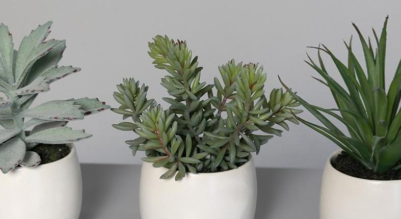 Kunstige Sukkulente Planter I Hvid Keramisk Potte