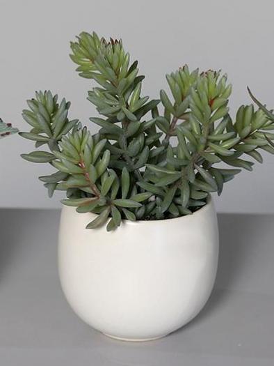 Kunstige Sukkulente Planter I Hvid Keramisk Potte